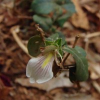 Blepharis maderaspatensis (L.) B.Heyne ex Roth